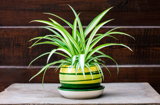 Product: Spider Plant